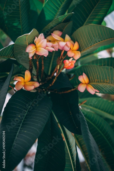 Fototapeta Árvore com flores