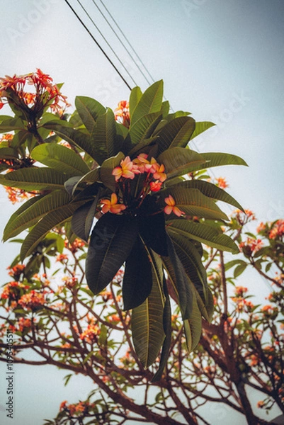Fototapeta Árvore com flores