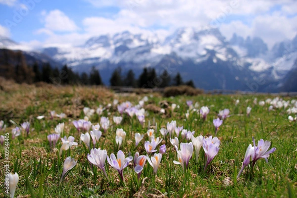 Obraz Fioritura di crocus a malga Ritorto, primavera nelle Dolomiti di Brenta