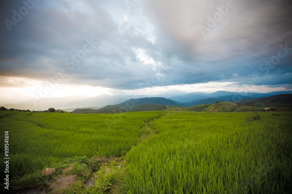 Fototapeta field of spring grass with blue sky
