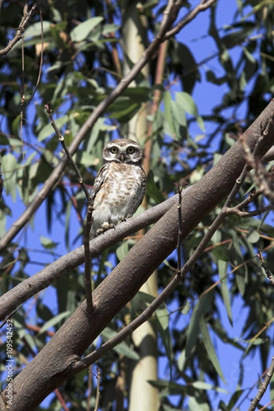 Fototapeta Spotted Owlet