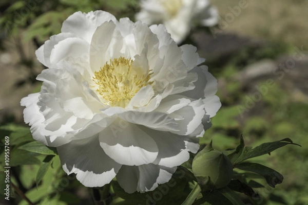 Obraz White Paeonia Suffruticosa