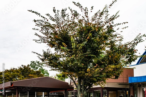 Obraz バス旅行での秋の風景・日本