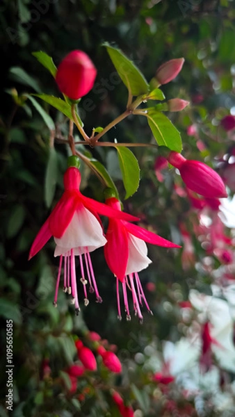 Obraz Flora and Flowers