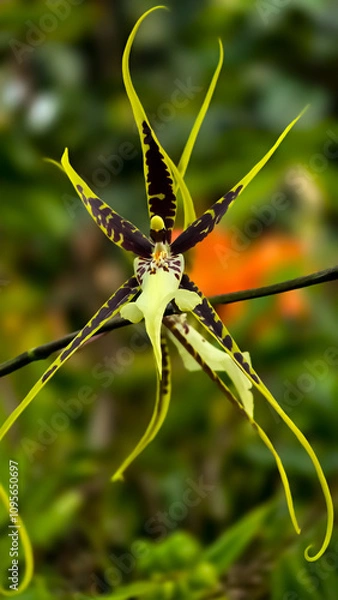 Obraz Spider Orchid