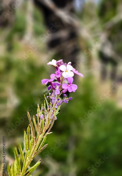 Obraz bee on lavender