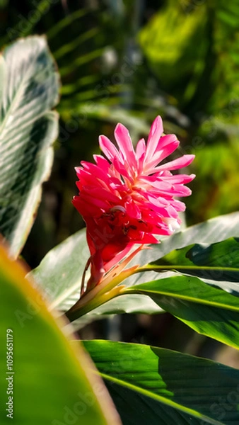 Obraz red and yellow flower