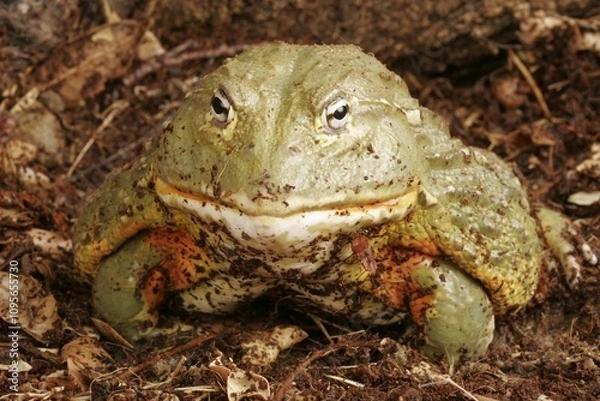 Obraz African Bullfrog (Pyxicephalus adsperus). Also known as the Pixie Frog.