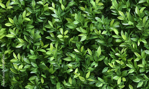 Obraz High-resolution stock photo of lush green leaves, perfect for website banners, social media posts, or print designs.
