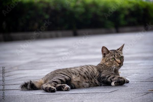 Fototapeta A tabby cat relaxing on the floor with the blurred background.