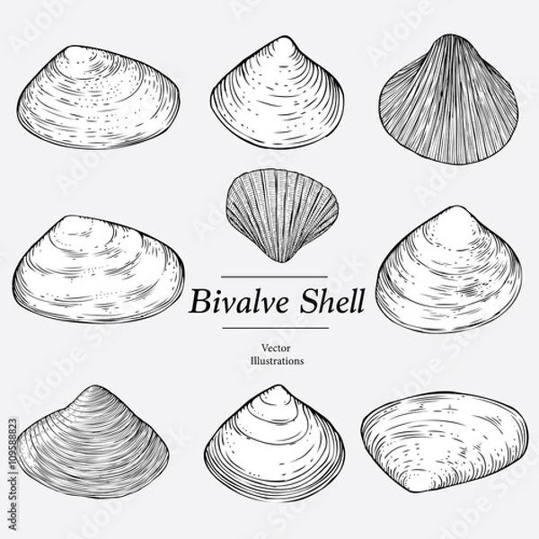 Obraz Ilustracja szlibów małży