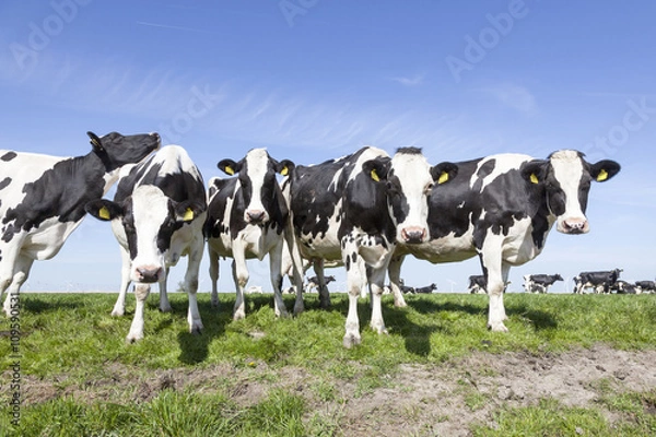 Fototapeta black and white cows in sunny dutch green meadow in the netherla