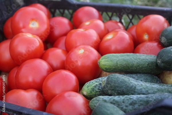 Obraz Tomatoes and cucumbers in a basket, new harvest