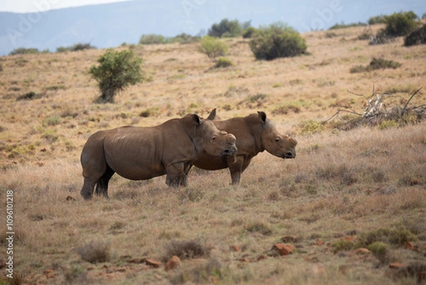 Obraz Nashörner in freier Wildbahn