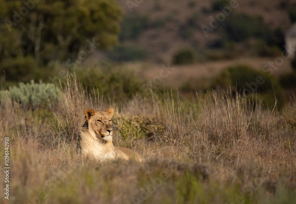 Obraz Löwen in freier Wildbahn