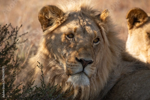 Obraz Löwen in freier Wildbahn