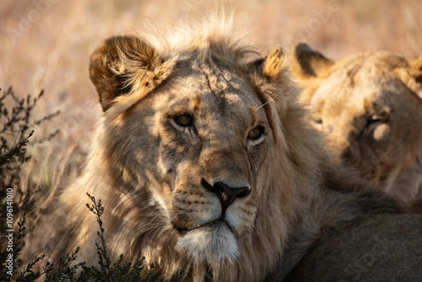 Obraz Löwen in freier Wildbahn