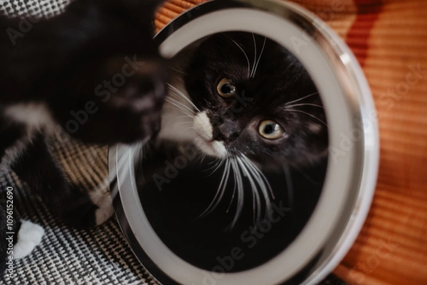 Obraz black kitten with yellow eyes and white whiskers looks into a makeup mirror
