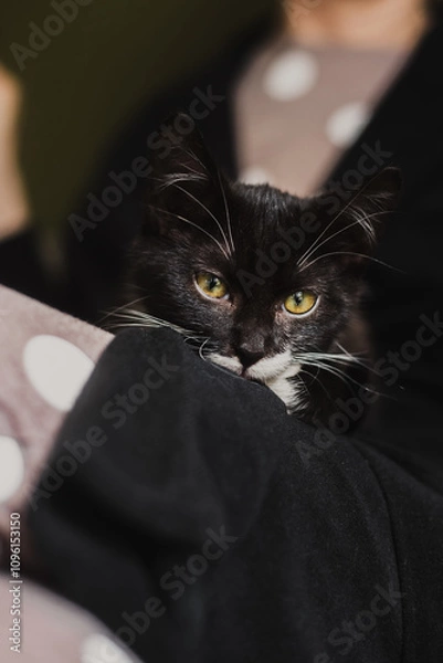 Fototapeta black kitten with yellow eyes and white whiskers sleeps tiredly on a woman's lap on the sofa.