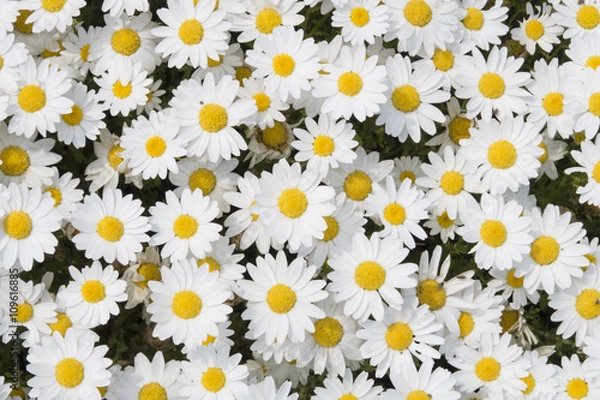 Fototapeta 写真素材「カモミール」