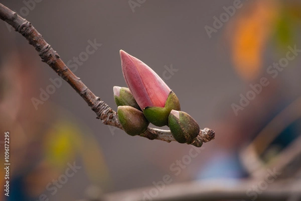 Obraz 木棉花花苞