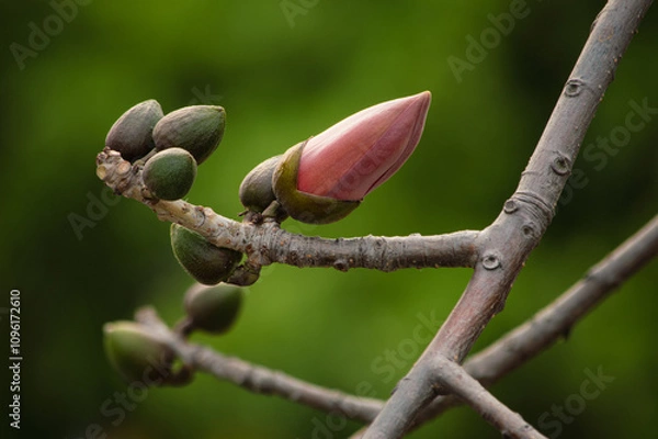 Fototapeta 木棉花花苞