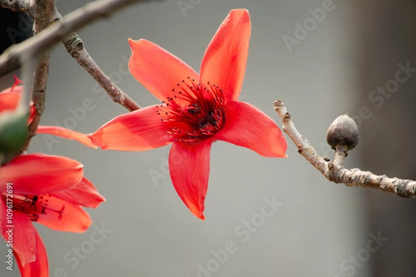 Obraz 绽放的木棉花