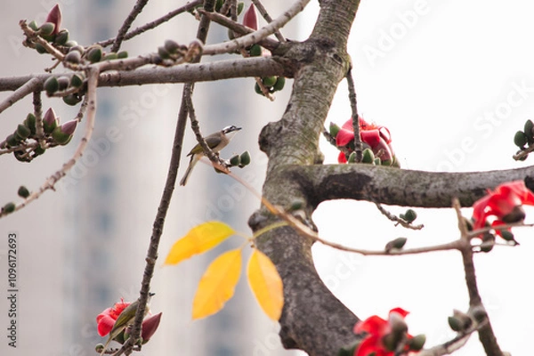 Fototapeta 木棉花与鸟