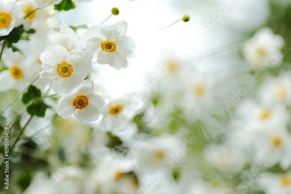 Obraz 白いシュウメイギク