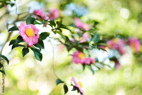 Obraz ピンクの山茶花