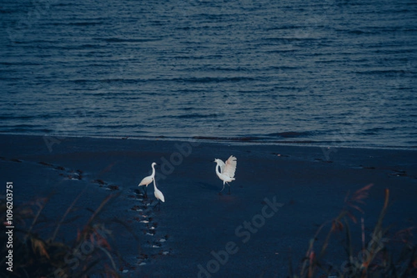 Fototapeta Egret Riverside