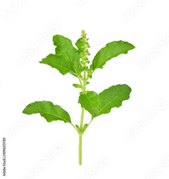 Fototapeta Holy basil or tulsi leaves isolated over transparen png.