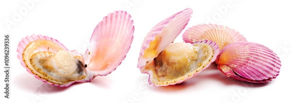 Obraz Raw scallop on white background 