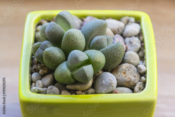 Obraz Lithops in a pot