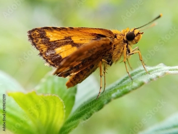 Obraz  A butterfly resting on a plant.