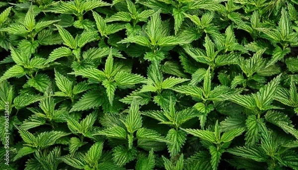 Fototapeta stinging nettle leaves as background green texture of nettle