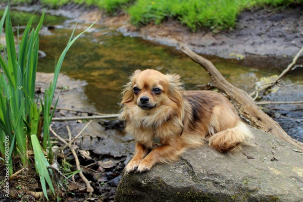 Fototapeta Chihuahua op steen in water