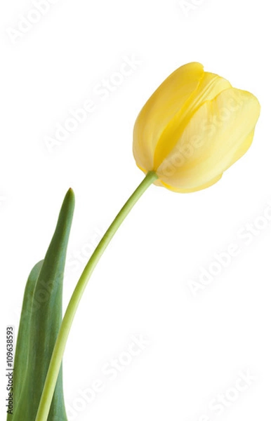 Fototapeta Yellow tulip isolated on white with clipping path