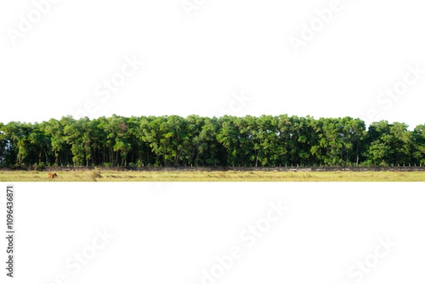 Fototapeta View of a High definition Treelined isolated on a white background.