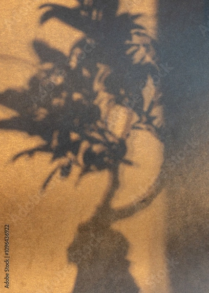 Fototapeta Abstract still life with flower shadow, blurred background and shadow