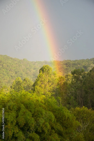 Obraz vertical image of rainbow diving in tropical forest with blue and cloudy sky