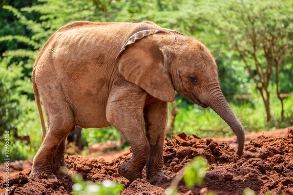 Fototapeta One of the many young orphant elephants in Sheldrick Elephant Orphanage in Nairobi (Kenya)