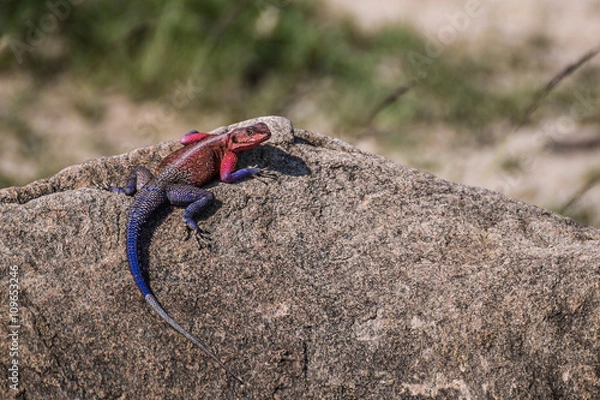 Fototapeta Agama lizard resting on a rock in the background (Kenya)