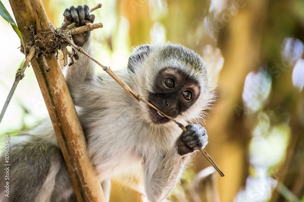 Fototapeta Adorable baby vervet monkey playing on a tree in the Amboseli national park (Kenya)