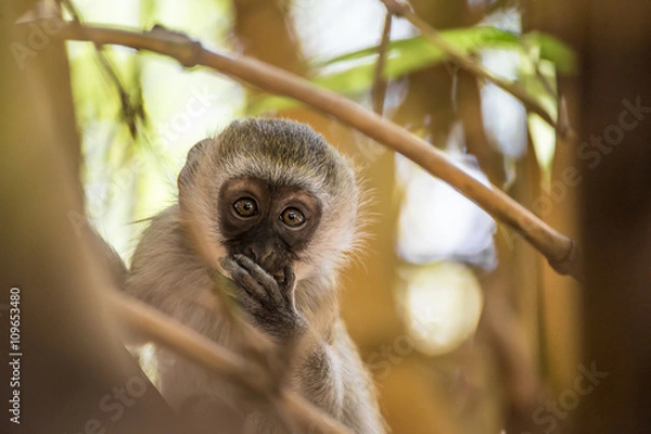 Fototapeta Adorable baby vervet monkey playing on a tree in the Amboseli national park (Kenya)