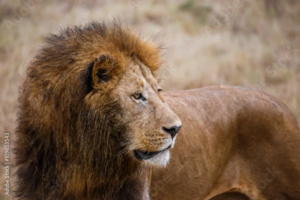 Fototapeta Close-up view of a male lion watching prey in the Ngorongoro national park (Tanzania)