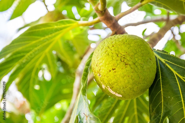 Fototapeta Close-up view of a breadfruit tree fruit at one of the Zanzibarian farms (Zanzibar, Tanzania)