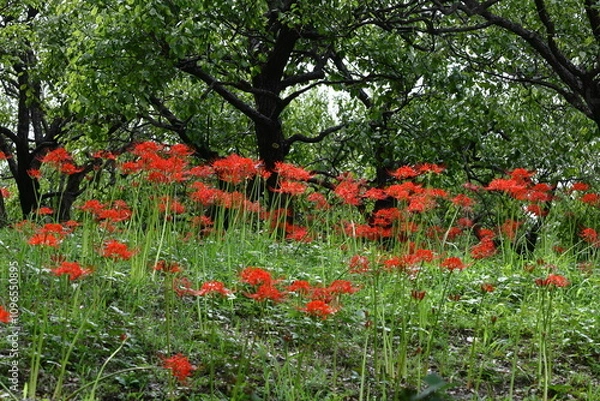Fototapeta 情熱の花