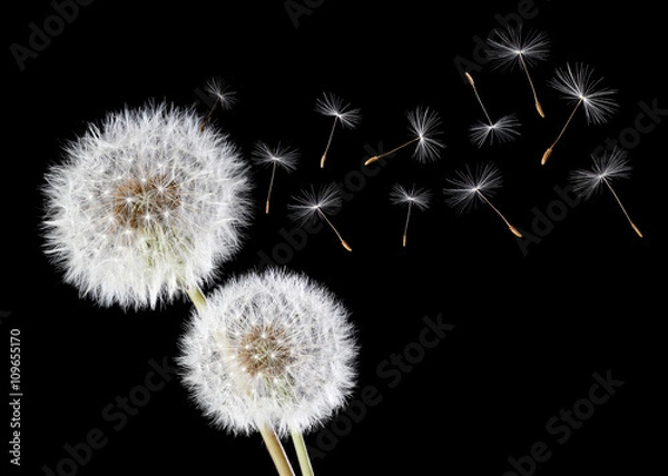 Obraz Mniszek lekarski