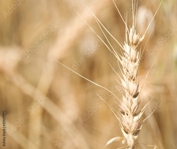 Obraz Golden Wheat